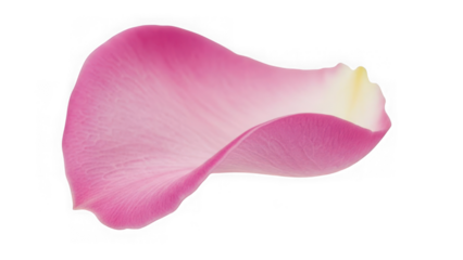 Single pink rose petal isolated on transparent background