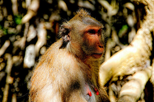 Monkey Island in Vietnam