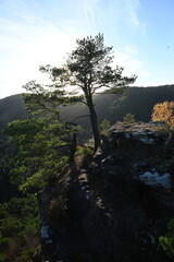 Obraz premium Kiefer auf dem Backelstein bei Hauenstein