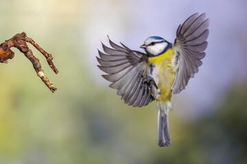 Fototapeta premium Blaumeise (Cyanistes caeruleus)