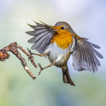 Rotkehlchen (Erithacus rubecula)