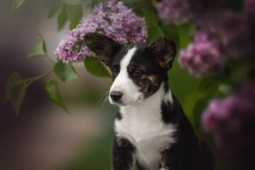 A cute Cardigan Welsh Corgi puppy, with black, brown, and white fur, is sitting next to blooming lilac flowers in a garden. The puppy is looking slightly to the left of the frame