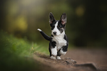 A cute Cardigan Welsh Corgi puppy with black and white markings is running through a forest. The puppy looks directly at the camera with its ears perked up
