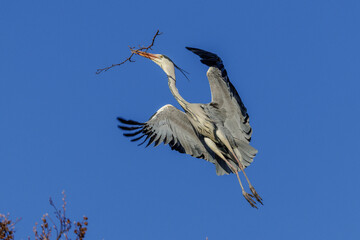 Fototapeta premium Graureiher (Ardea cinerea) holt Nistmaterial