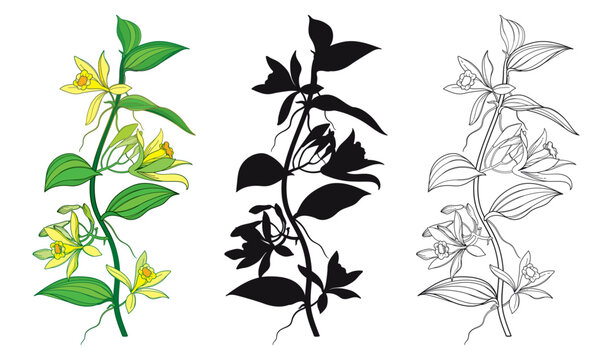 Set of outline Vanilla planifolia (vanilla orchid) flowers and leaves in black and yellow isolated on white background.