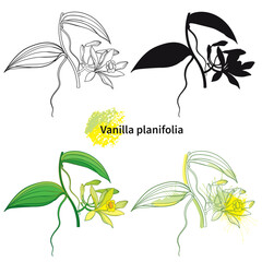 Set of outline Vanilla planifolia (vanilla orchid) flower and leaf in black and yellow isolated on white background.