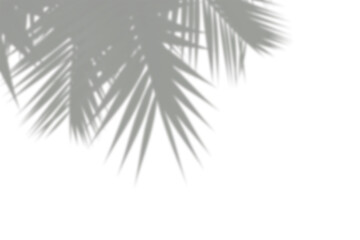 palm leaves shadow isolated on white