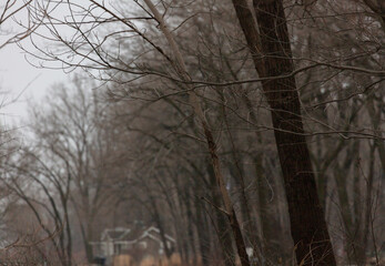 Distant defocused house tucked in winter forest