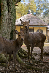 Nara Deer in Historic Temple Grounds