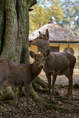 Sacred Deer Wandering Through Nara Japan