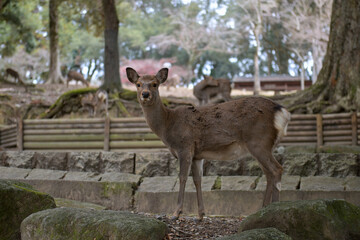 Fototapeta premium Sacred Deer Wandering Through Nara Japan