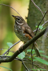A close-up of a red-browed thrush on a branch