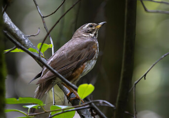 A close-up of a red-browed thrush on a branch
