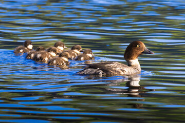 A close-up of a female goldeneye with her young chicks swimming in the water.