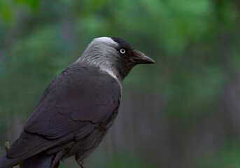 Close-up of a jackdaw