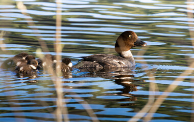 A close-up of a female goldeneye with her young chicks swimming in the water.