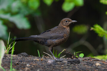 Fototapeta premium A close-up of a female blackbird