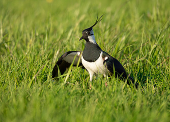 A close-up of a northern lapwing in the grass