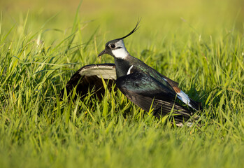 A close-up of a northern lapwing in the grass