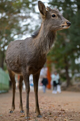 A deer in the foreground against the backdrop of the iconic Red Torii Gate in Nara, Japan