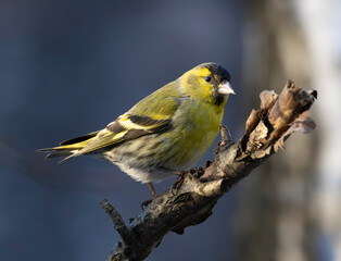 A close-up of a male Eurasian siskin