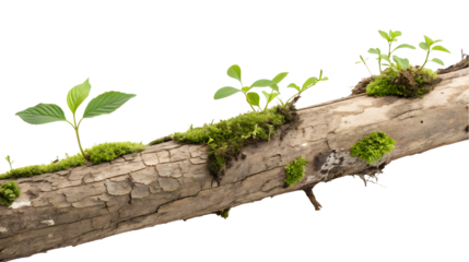 A wooden tree limb with green fresh moss isolated on a white or transparent background.