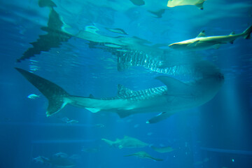 Giant Aquarium (Kaiyukan) with Tropical Fish in Osaka, Japan