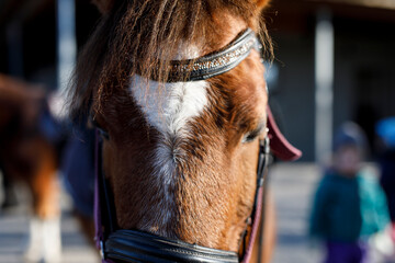 Stunning close up image of a horse, showcasing its facial features and bridle, perfect for equine th
