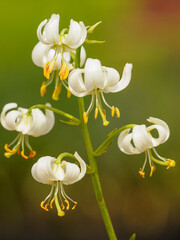 Türkenbundlilie © Winfried Rusch
