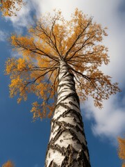 Fototapeta premium A low-angle view of a tall birch tree with a white, textured trunk and dark markings, rising dramatically toward the sky. Its branches spread wide overhead, filled with vibrant golden-yellow autumn.