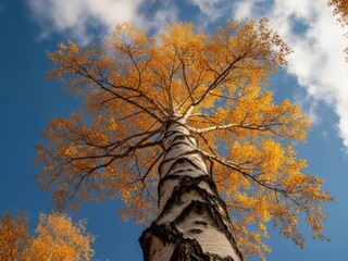 Fototapeta premium A low-angle view of a tall birch tree with a white, textured trunk and dark markings, rising dramatically toward the sky. Its branches spread wide overhead, filled with vibrant golden-yellow autumn.
