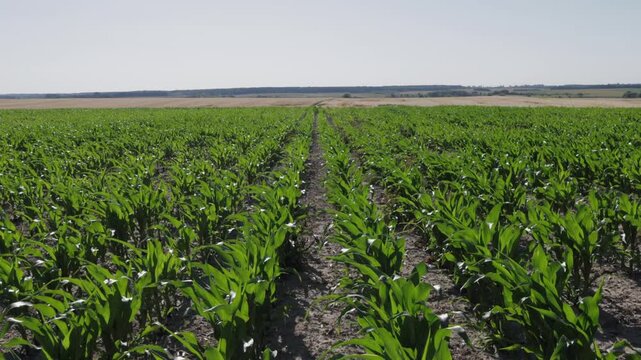 Rows of corn plants fill the field under blue skies as the crops grow during the harvest season on a sunny day