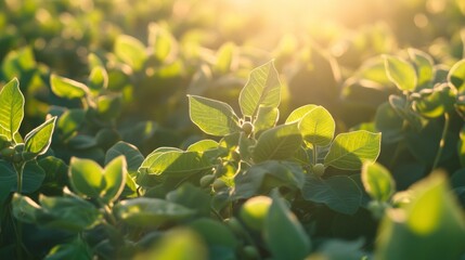 A close-up view of a field with vibrant green plants bathed in sunlight.