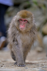Japanese Snow Monkeys in Jigokudani Winter, Nagano' Japan