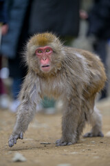 Japanese Snow Monkeys in Jigokudani Winter, Nagano' Japan