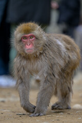 Obraz premium Japanese Snow Monkeys in Jigokudani Winter, Nagano' Japan