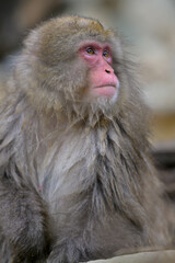 Obraz premium Japanese Snow Monkeys in Jigokudani Winter, Nagano' Japan