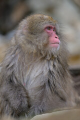 Fototapeta premium Japanese Snow Monkeys in Jigokudani Winter, Nagano' Japan
