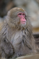 Fototapeta premium Japanese Snow Monkeys in Jigokudani Winter, Nagano' Japan