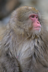 Japanese Snow Monkeys in Jigokudani Winter, Nagano' Japan