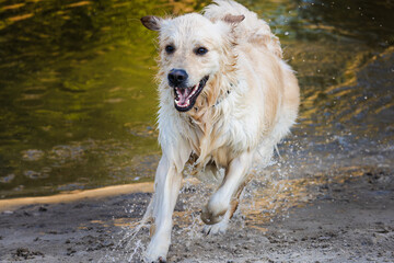 Golden Retriever dog running out of shallow river water onto sandy shore during summer walk © StockMediaSeller