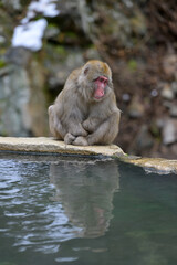 Japanese Snow Monkeys in Jigokudani Winter, Nagano' Japan