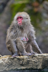 Japanese Snow Monkeys in Jigokudani Winter, Nagano' Japan