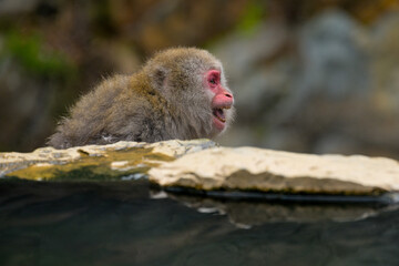 Japanese Snow Monkeys in Jigokudani Winter, Nagano' Japan