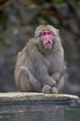 Fototapeta premium Japanese Snow Monkeys in Jigokudani Winter, Nagano