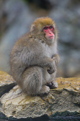 Fototapeta premium Japanese Snow Monkeys in Jigokudani Winter, Nagano