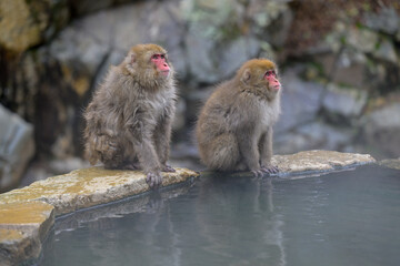 Fototapeta premium Japanese Snow Monkeys in Jigokudani Winter, Nagano