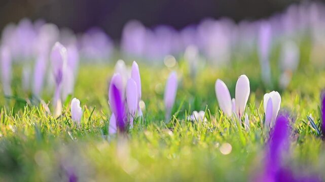 Wild white crocuses blooming in woodland meadow, calm nature scene, 4K slow motion
