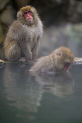 Obraz premium Japanese Snow Monkeys in Jigokudani Winter, Nagano