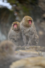 Japanese Snow Monkeys in Jigokudani Winter, Nagano